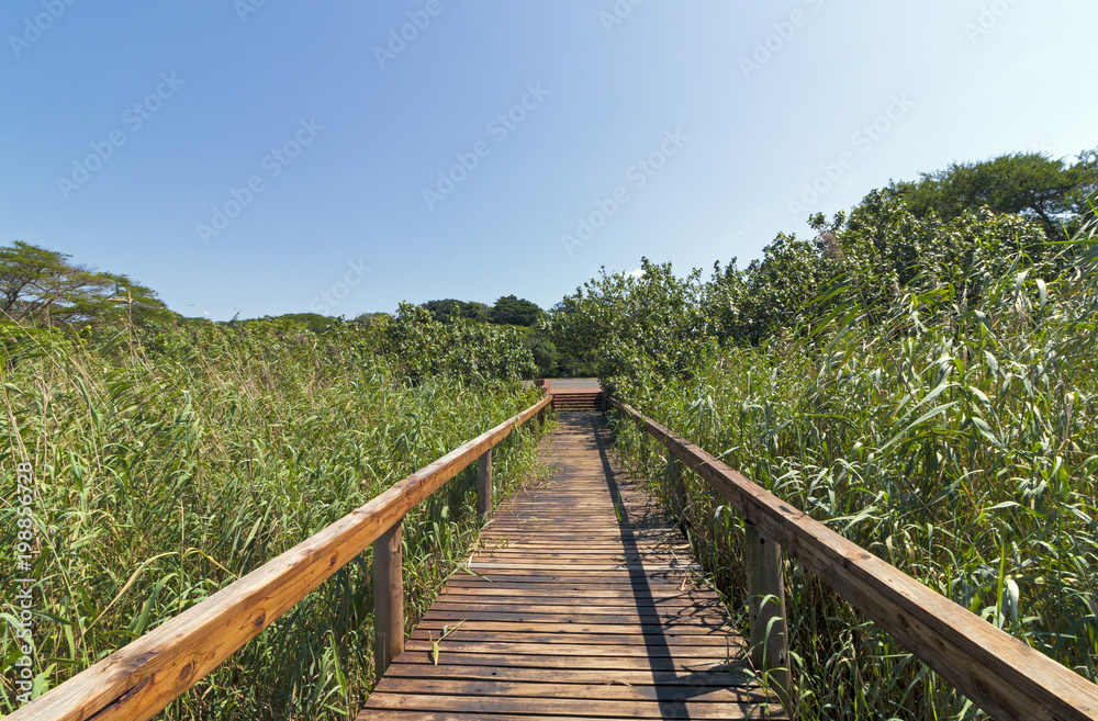 Fototapeta premium Empty Wooden Boardwalk Leading Through Green Wetland Vegetation