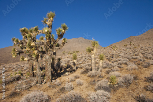 Many large Yucca in the Sierra Nevada Mountains, California, USA. The Sierra Nevada is a mountain range in the Western United States. photo