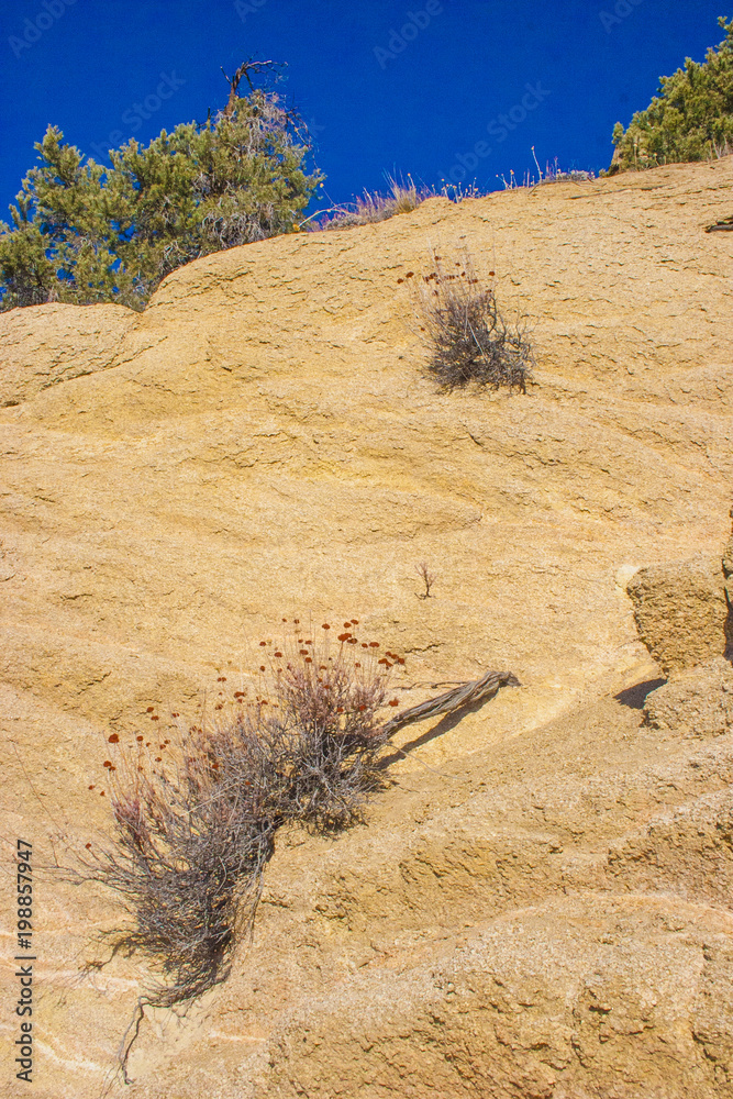 Woody and herbaceous plants in the Sierra Nevada Mountains, California