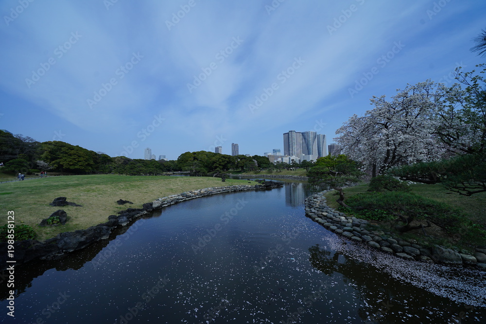 Fototapeta premium 浜離宮庭園の春
