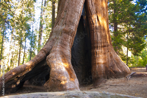 Giant Sequoia trees in Sequoia National Park. photo