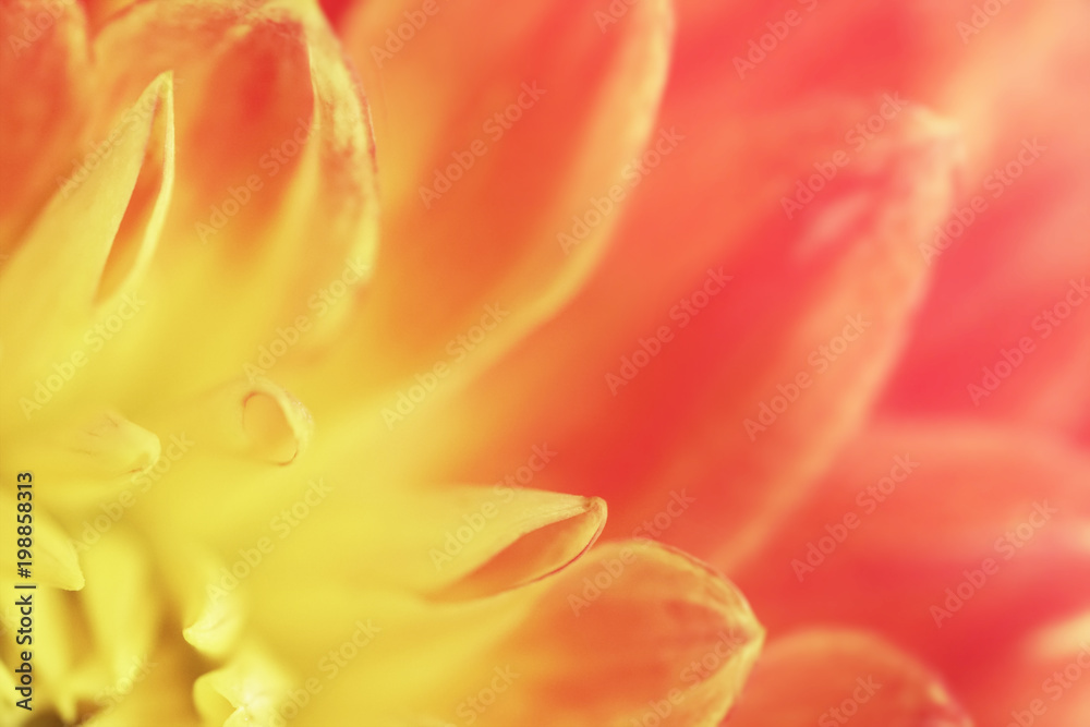 Flower yellow-pink background of dahlias petals. Macro photography. Soft focus. Nature. Flower yellow-pink background of dahlias petals. Macro photography. Soft focus. Nature.