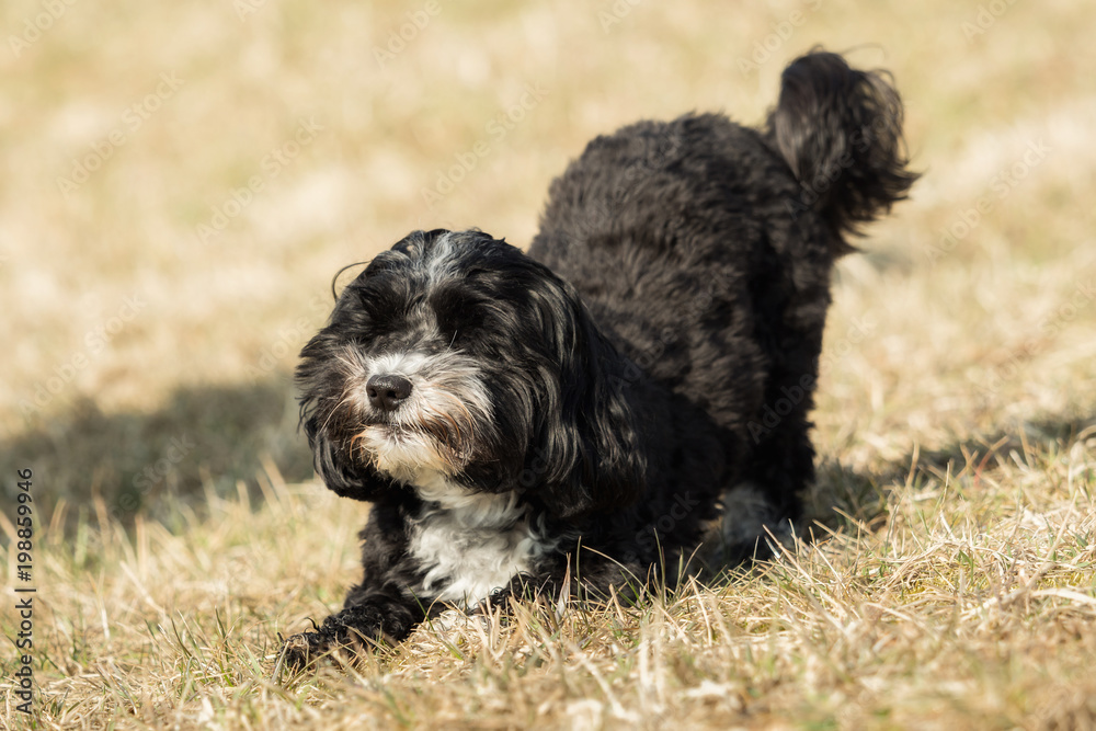 A little Havanese plays outside in the meadow A little Havanese plays outside in the meadow