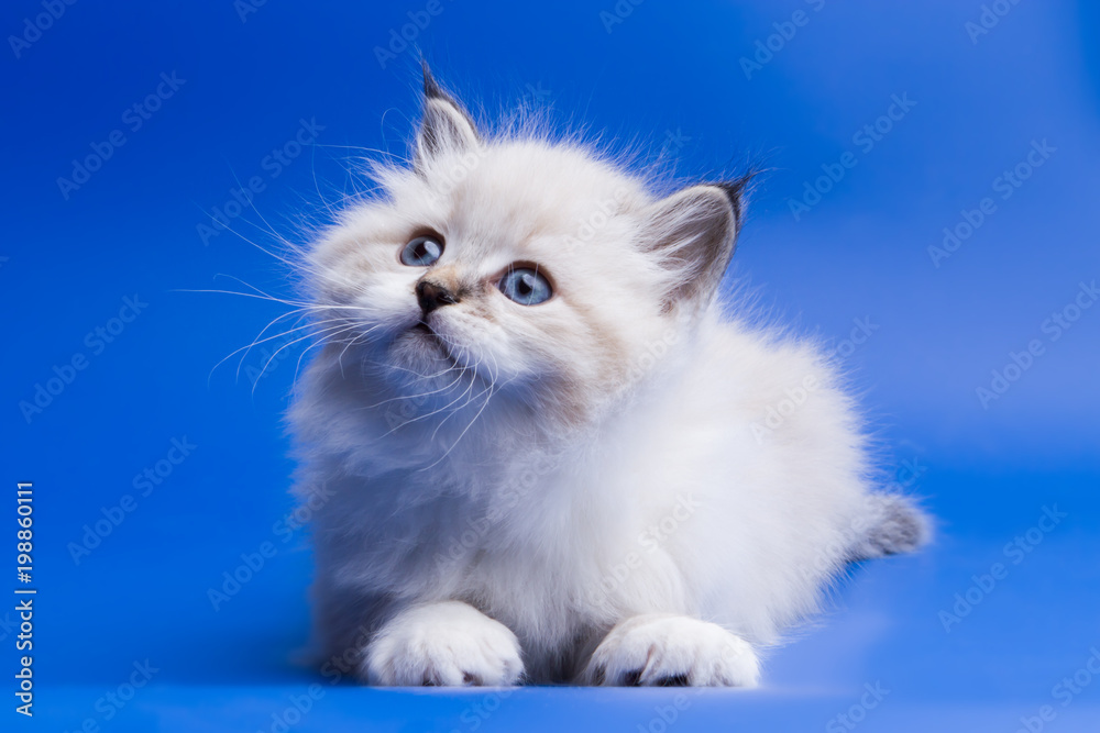 little kitten on blue background