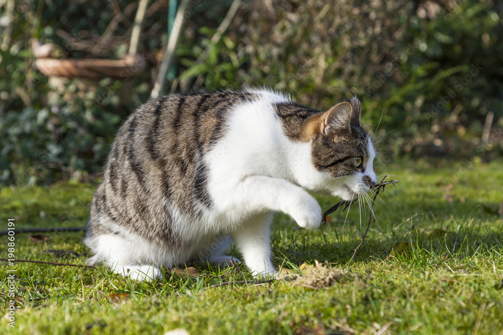 cute cat enjoys the garden