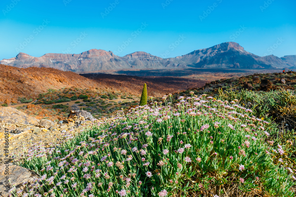 Obraz premium Landscape of Volcano El Teide in The National Park of Las Canadas del Teide