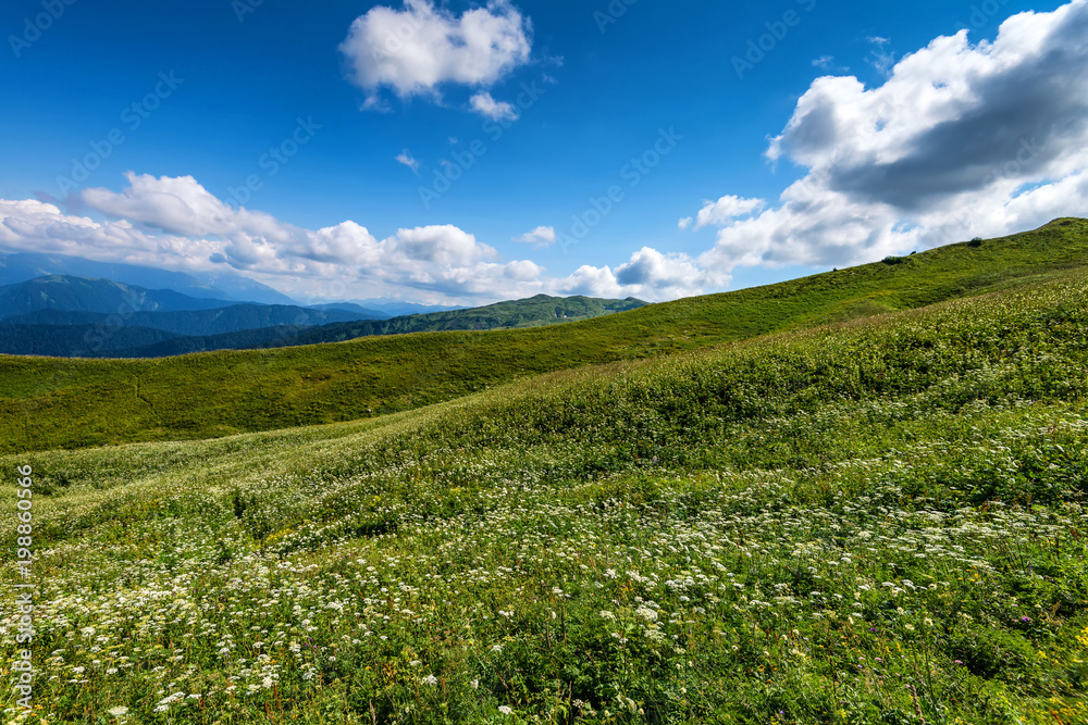 Beatiful mountain meadow