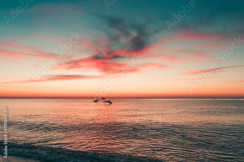 Delfini che nuotano al tramonto photo