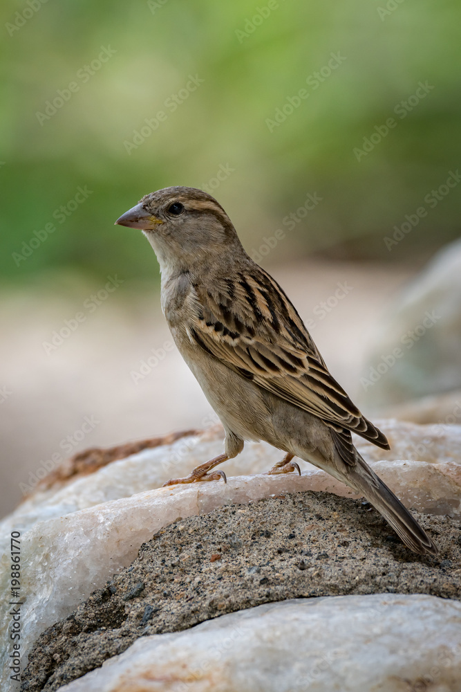 Female house sparrow on rock in profile Female house sparrow on rock in profile
