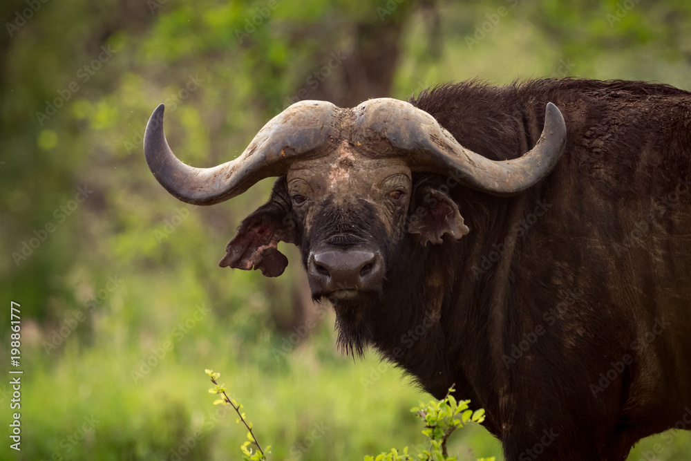 Cape buffalo in grassy clearing faces camera Cape buffalo in grassy clearing faces camera