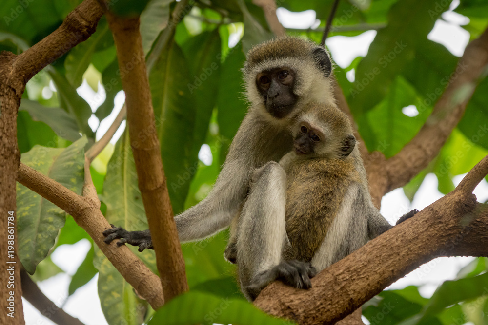 Obraz premium Baby vervet monkey and mother on branch