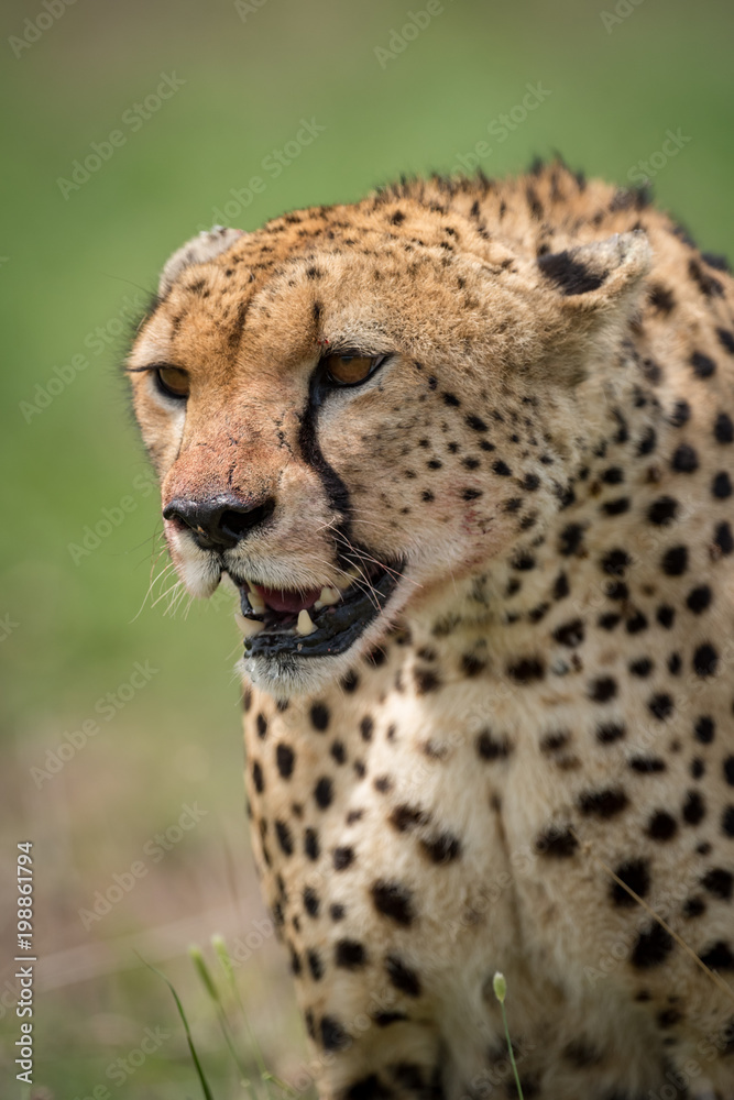 Close-up of cheetah with bloody jaw staring Close-up of cheetah with bloody jaw staring