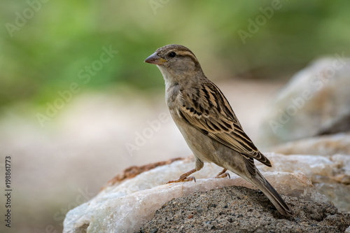 Female house sparrow in profile on rock