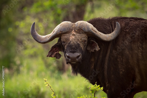 Cape buffalo in grassy clearing faces camera