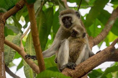 Baby vervet monkey and mother on branch