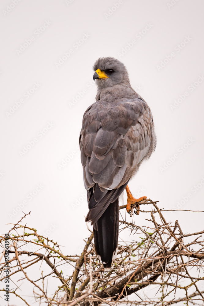 Eastern chanting goshawk on branches turning head Eastern chanting goshawk on branches turning head