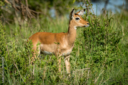 Female impala in profile in tall bushes