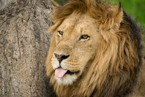 Close-up of male lion with tongue out