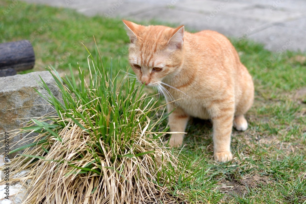 Fototapeta premium Cute rusty kitten carefully sneezing bunch of grass