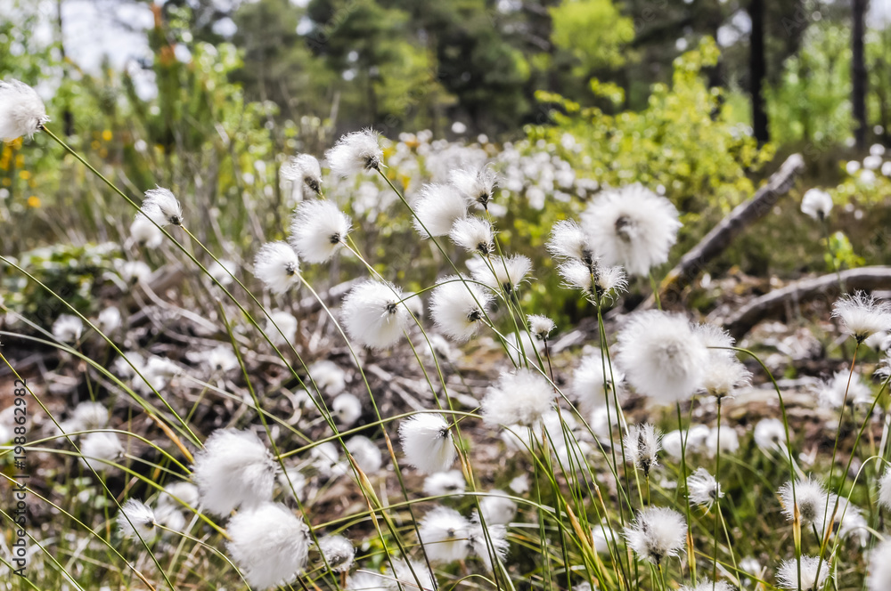 Common cottongrass, cottonsedge, bog cotton (Eriophorum angustifolium) Common cottongrass, cottonsedge, bog cotton (Eriophorum angustifolium)
