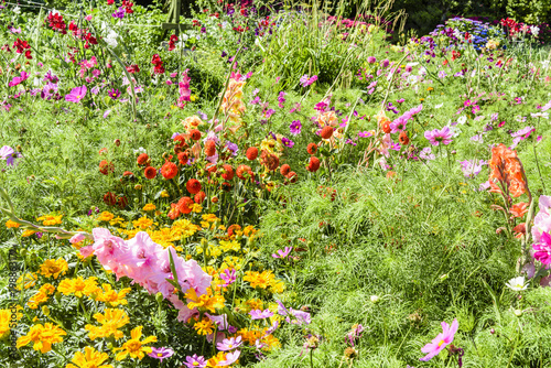 Pretty cottage garden growing a variety of annual and biannual native flowers in Ireland photo