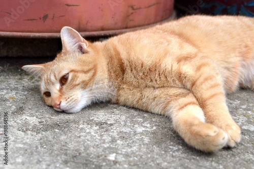 Lazy rusty cat lying and resting on pavement