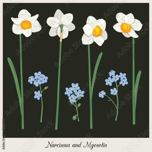 Fototapeta Naklejka Na Ścianę i Meble -  Narcisus and myosotis. Set collection. Hand drawn botanical illustration on dark background. Vector illustration