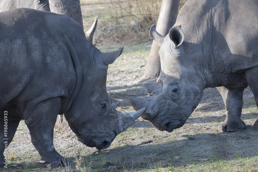 photo of thew two grey rhinos fighting photo of thew two grey rhinos fighting