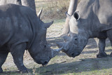 photo of thew two grey rhinos fighting