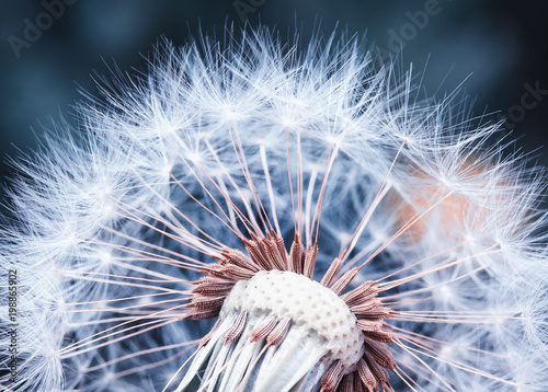 beautiful natural background of airy light dandelion flower with white light ...