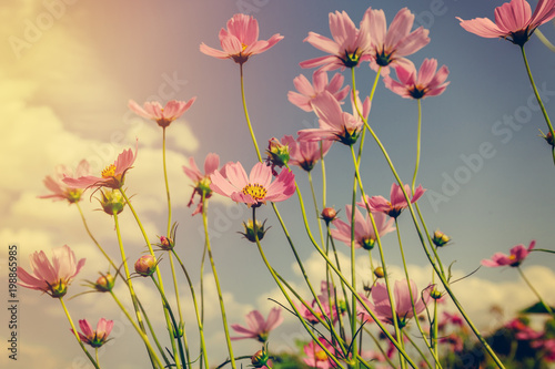 field cosmos flowre and sunset with vintage tone.