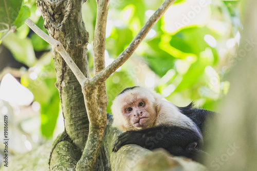 Capuchin Monkey resting on a branch in Costa Rica