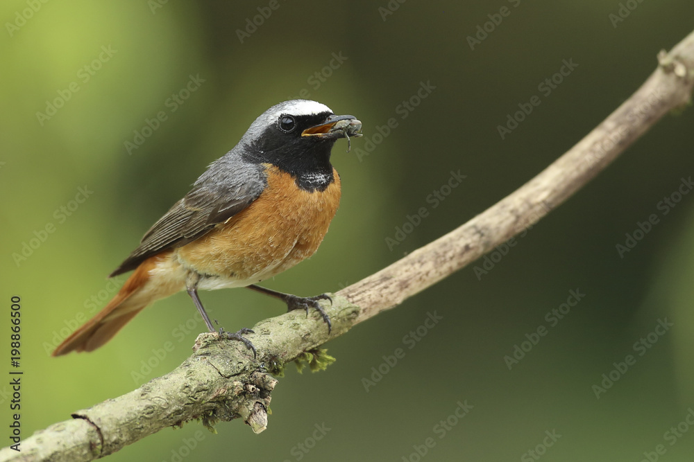 Fototapeta premium rouge queue à front blanc