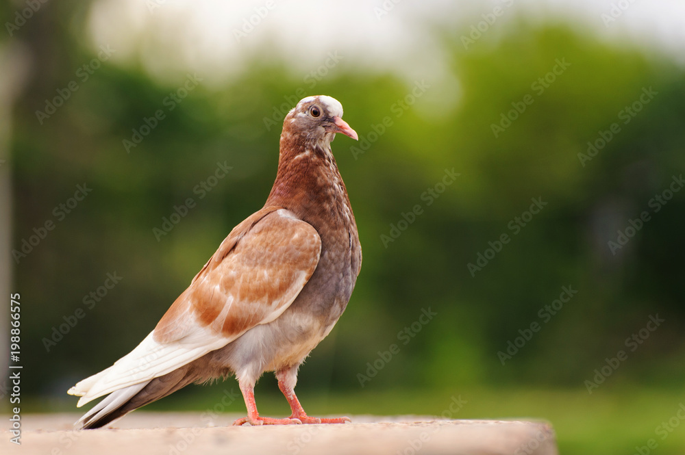 Rock Dove (Columba livia) sitting on a beautiful background Rock Dove (Columba livia) sitting on a beautiful background