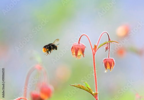 striped shaggy bumblebee flies on a Sunny summer bright over the meadow of fl...