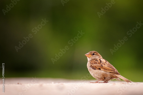 House Sparrow (Passer domesticus) sitting on a beautiful background photo