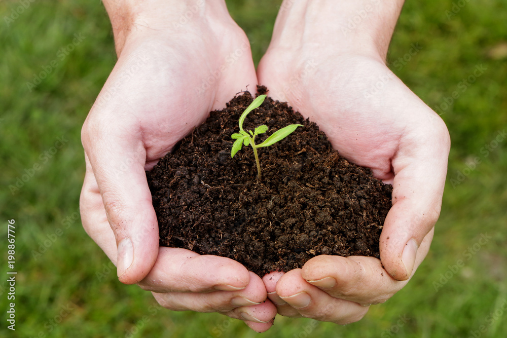 Hands holding plant seed germinting from the soil Hands holding plant seed germinting from the soil