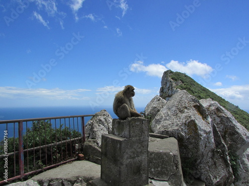 Monkey on Gibraltar rock