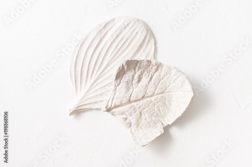 Valokuva Leaves of tropical plants of gypsum on white concrete background