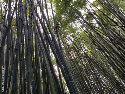 the line of bamboo