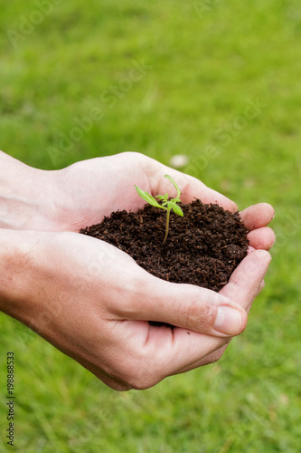 Hands holding plant seed germinting from the soil