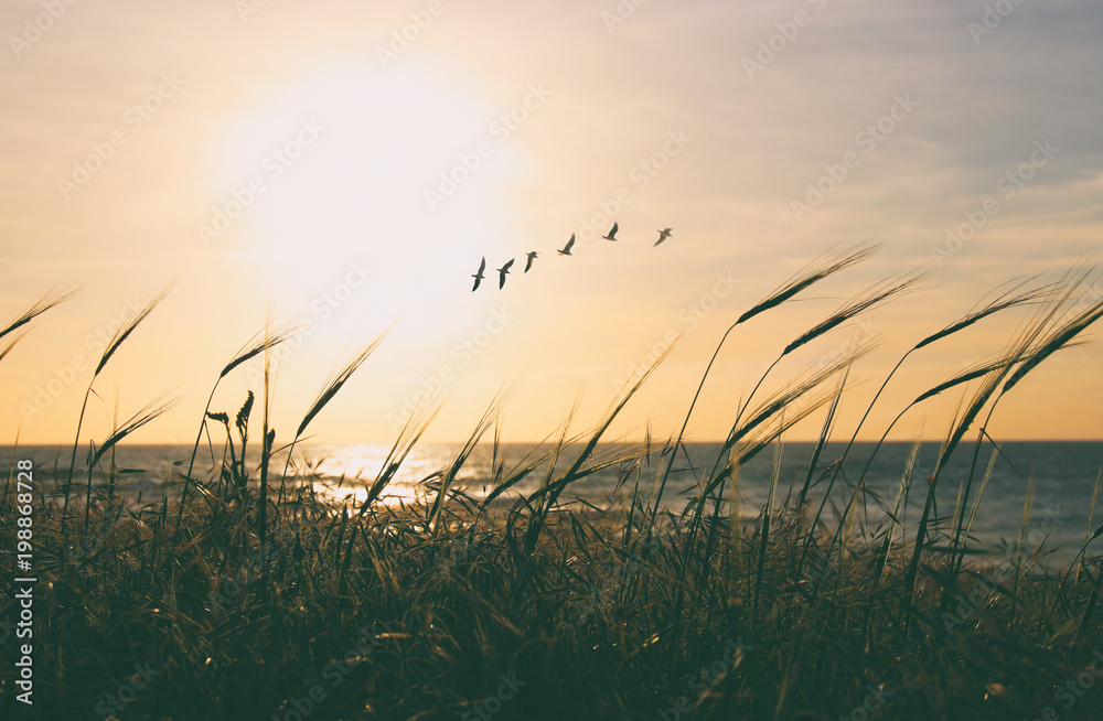 background of beach and sea with wheat field at sunset colors.