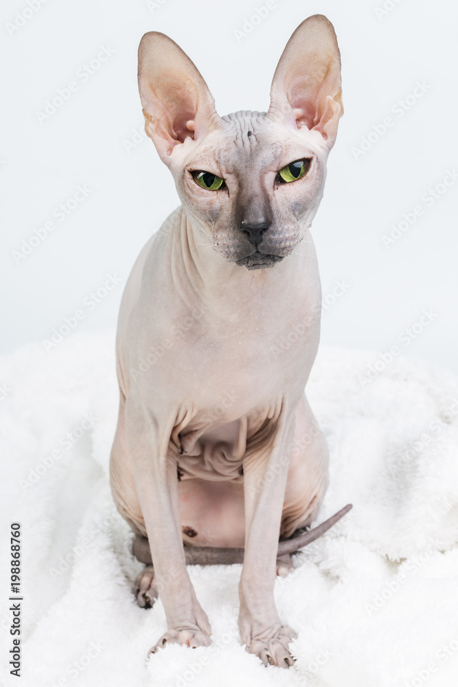 Bold sphinx cat with green eyes looking at camera