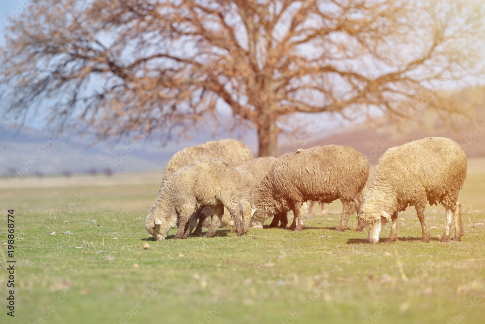 Flock of sheep grazing on beautiful mountain meadow Flock of sheep grazing on beautiful mountain meadow