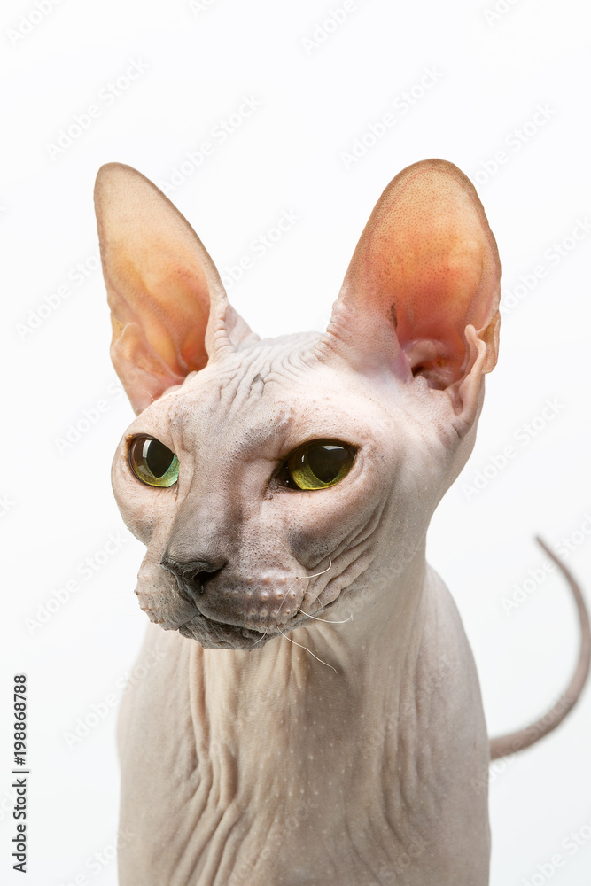 Bold sphinx cat with green eyes close studio portrait