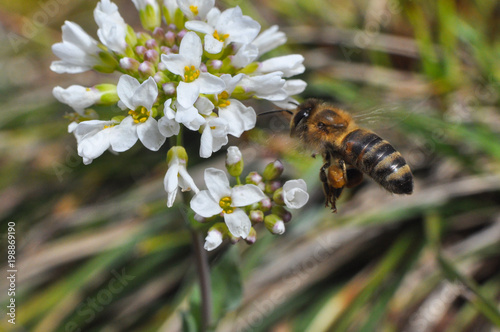 Honey bee collecting nectar in spring, Honey Bee pollinating wildflowers on meadow © Ivan