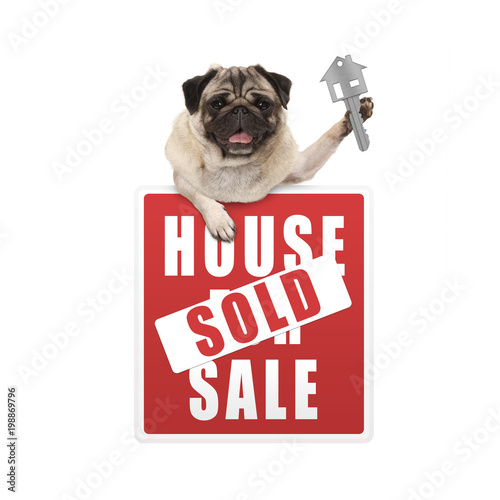 happy pug puppy dog hanging with paws on red house sold sign holding up house key, isolated on white background © monicaclick