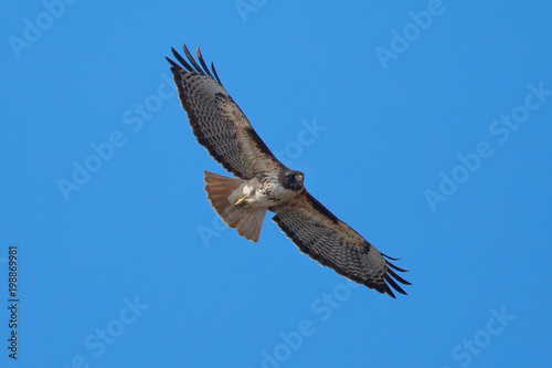 Red-tailed hawk flying  seen in the wild in North California