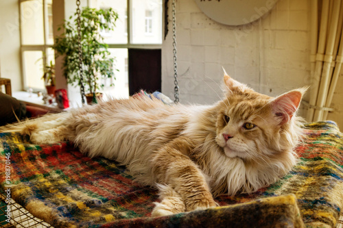 Maine coon exhibition
