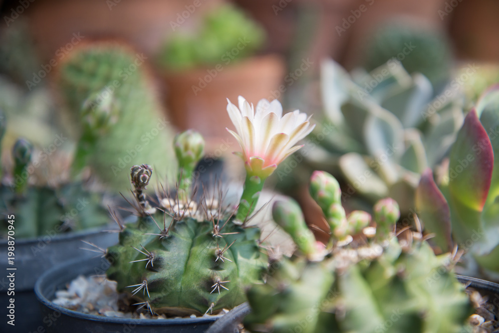 Cactus in small pot